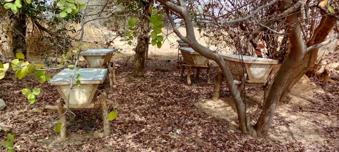 Image1